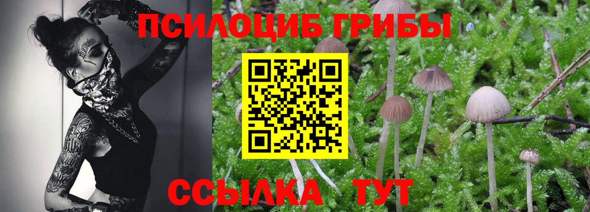 Богородицк  Галлюциногенные грибы Cubensis  Вход с VPN 